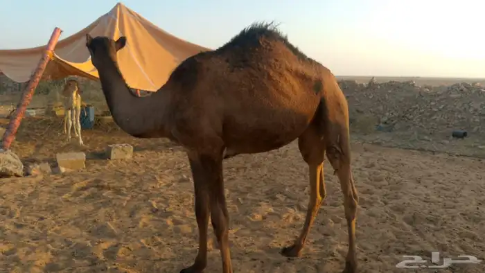 للبيع اربع بكار 0