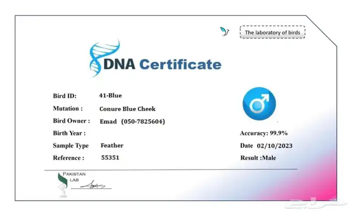 ذكر كنيور بلو شيك (( تم البيع )) 4