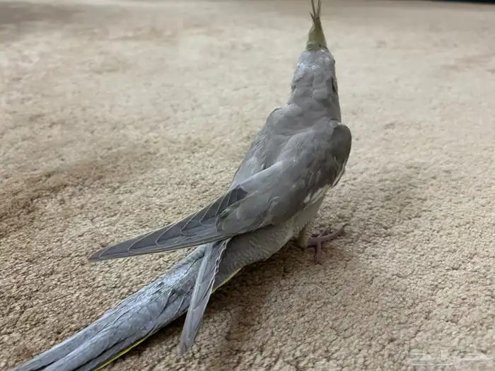كروان أليف جدا 1