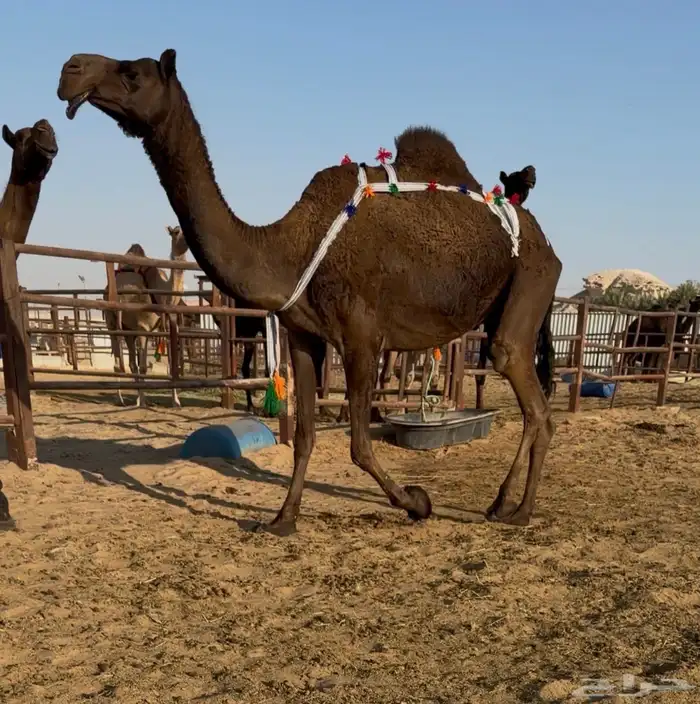 عشراء مجهم كفو 0