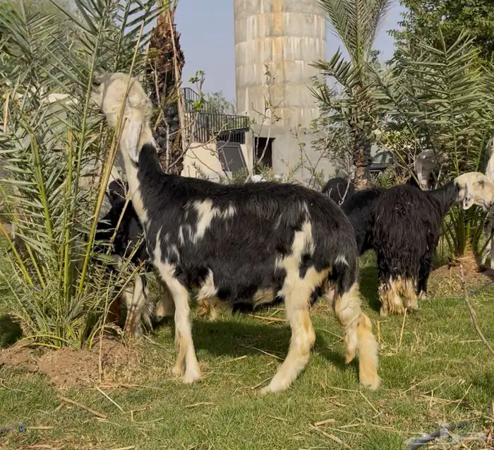 مطلوب اغنام ماتلقح نجد صنف وحري صنف عندها مشاكل سمنه وارحام 1
