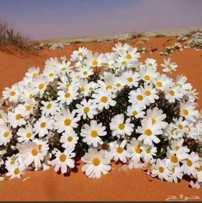 بذور قحويان جديد ونضيف جداوتسب 1