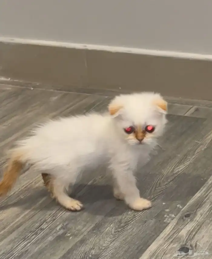 للبيع كتن انثى وذكر سكوتش سعر غير السوق 2