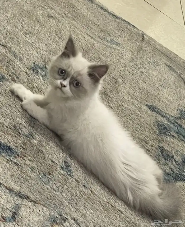 هملايا 1
