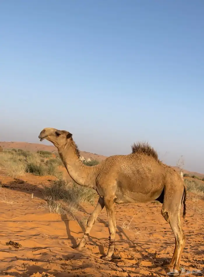 قعود جذع أشعل باتلي ابوه حاكم بن قريع الاصفر 0