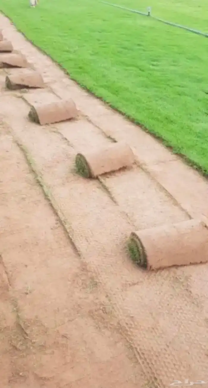 للبيع نجيله خضراء عشب اخضر طبيعي 2