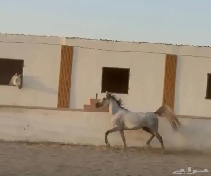 فرس شعلا لاقح 3