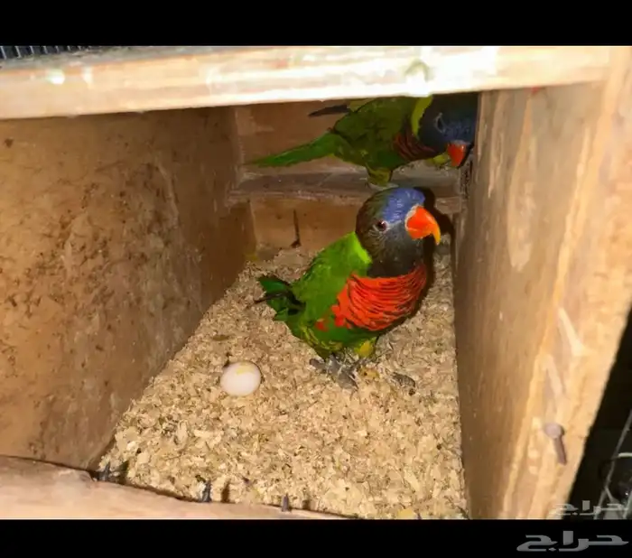 طيور ببغاء لوري أزواج منتجة 3