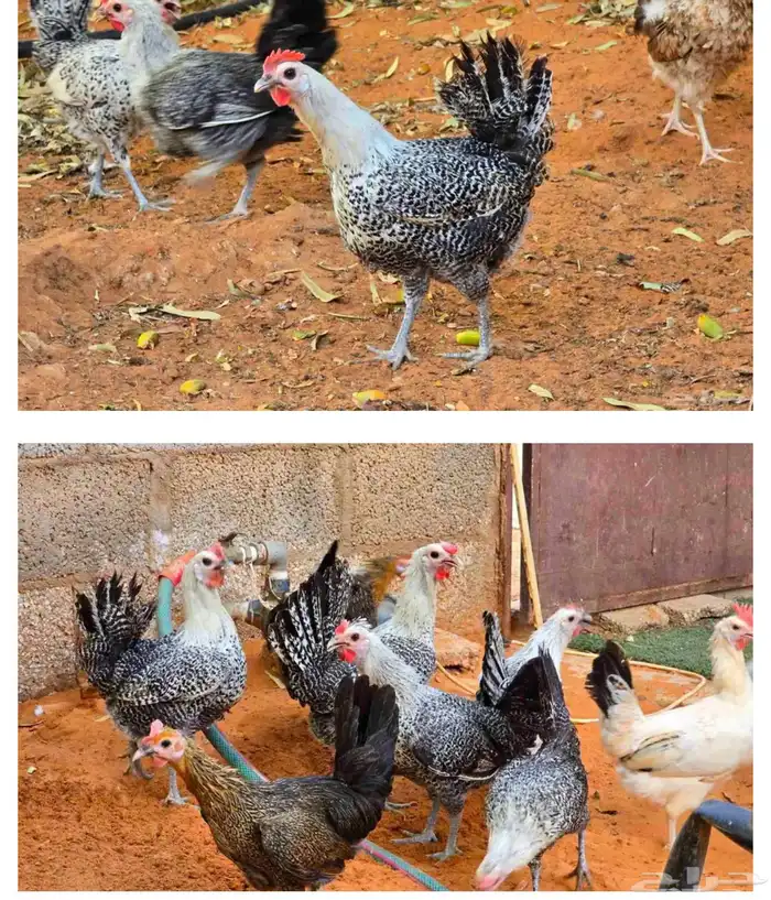 للبيع دجاج بياض فيومي 1