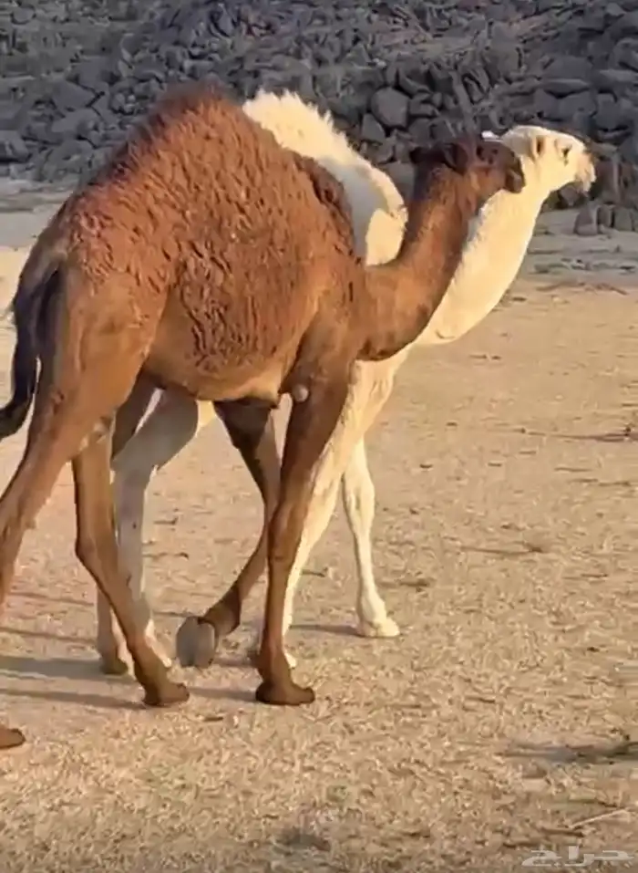 بكار للبيع 0