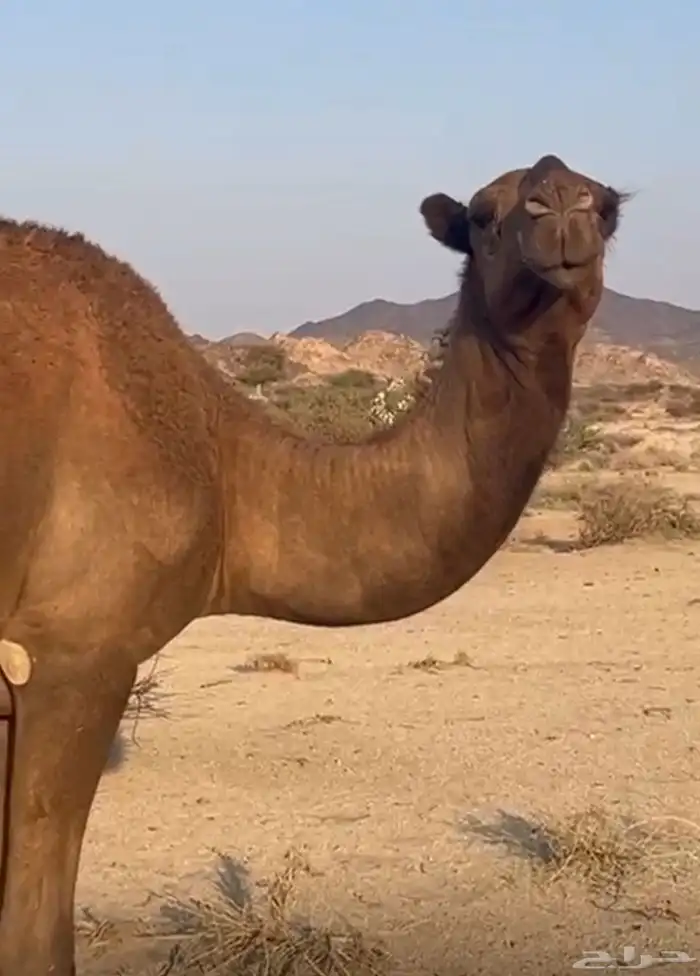 بكار للبيع 2