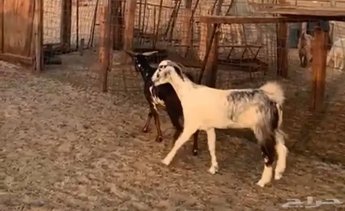 معزا جنوبيه 2
