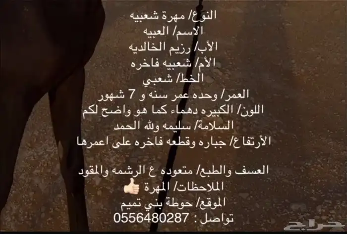 مهرة دهما طيبه منوة للقناي 3