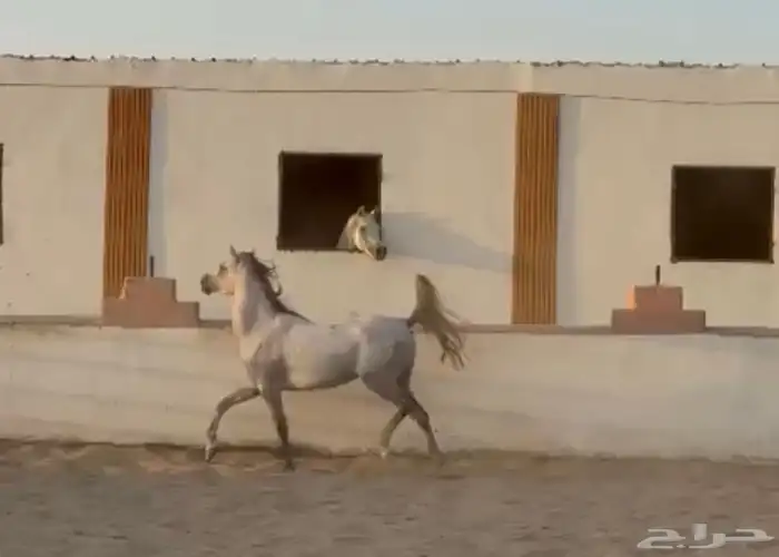 فرس شعلا لاقح 1