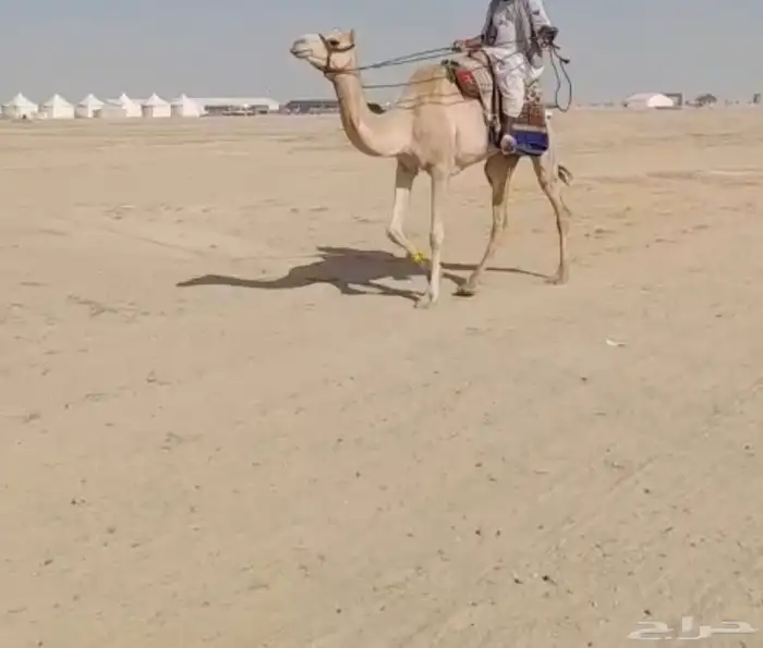 رحول عمانية 0