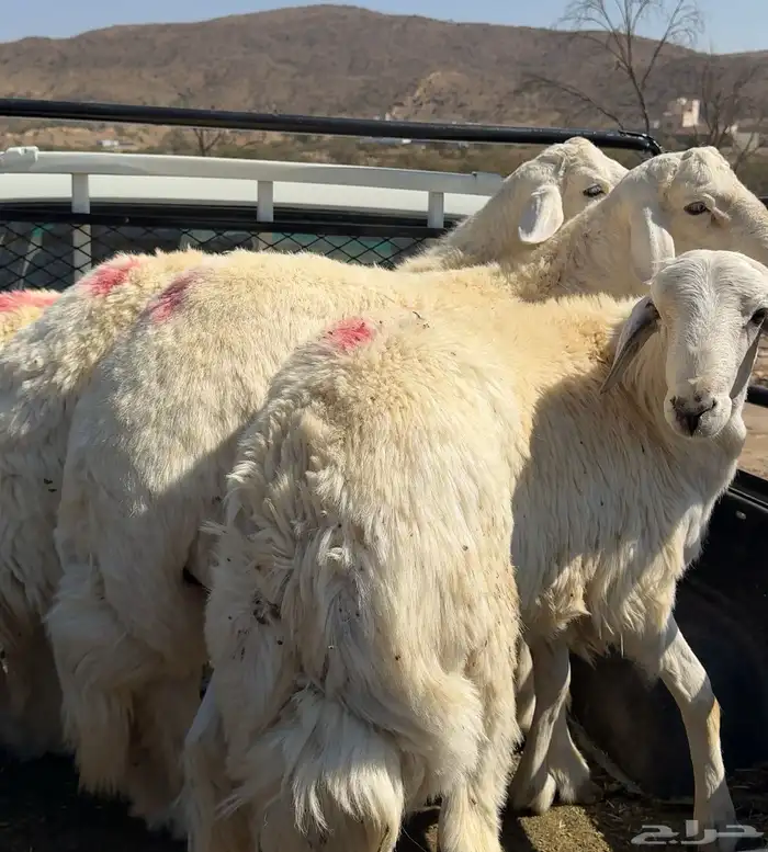 طليان سمان وجبر ناهي حقت مناسبات 0