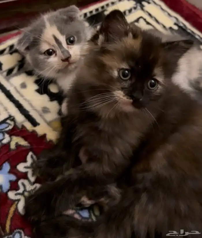 قطط بيع فقط 2