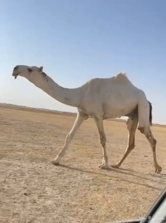 القعود الباتلي الكفو 2