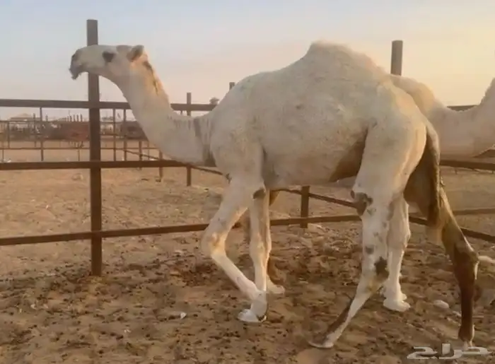 قعدان وضح باتليات للبيع 4