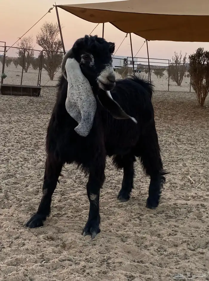 تيس عارضي 4