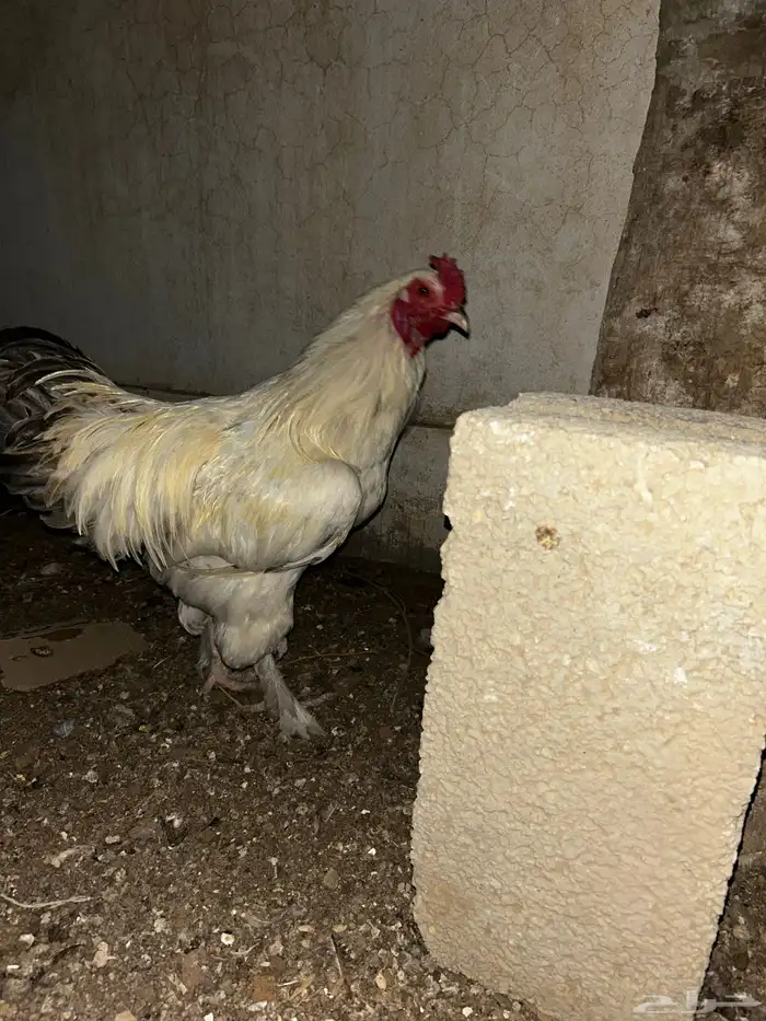 ديكه براهما فرنسي احجام كبيرة 4