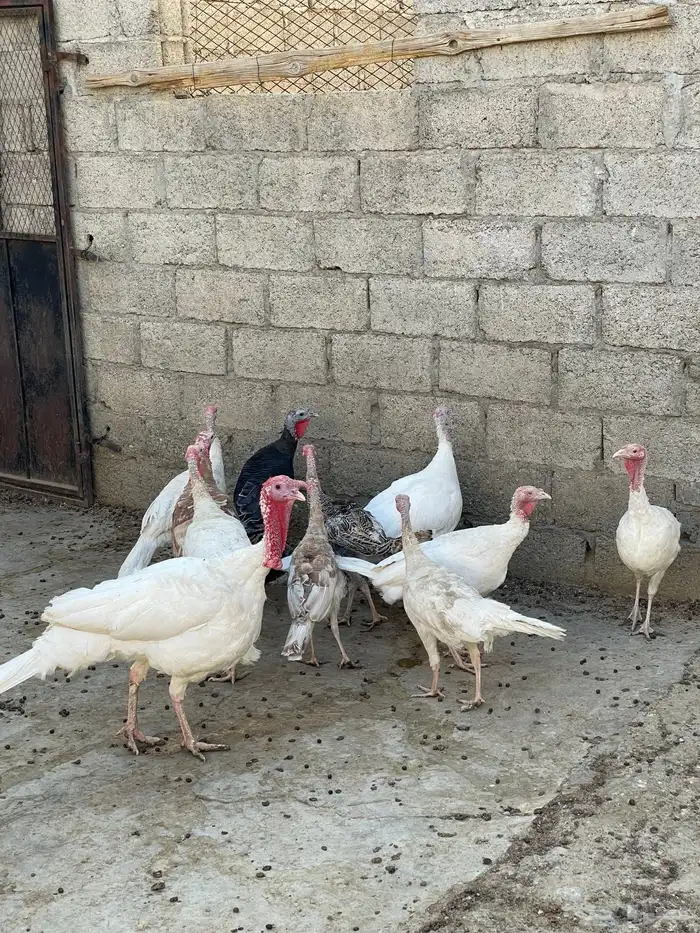 دجاج روبي 1