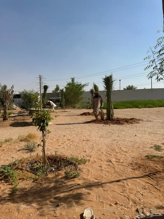 نخل مثمر أسعار وجوده 4