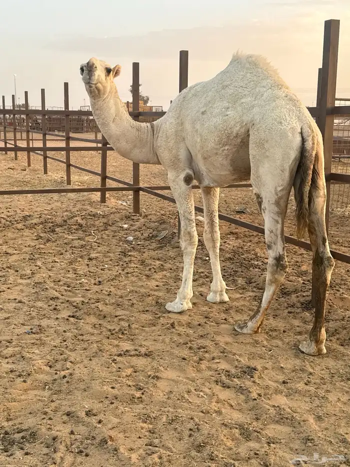 قعدان وضح باتليات للبيع 2