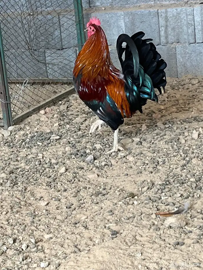ديك عربي اصيل 1