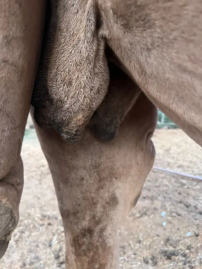ناقه القحه 1