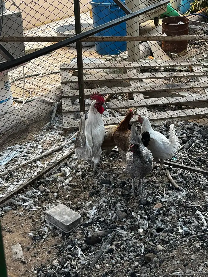 دجاج بلدي 0