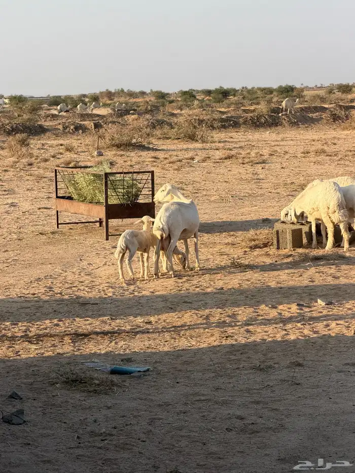شاه عليها رخلين ثاني انتاج لها 0