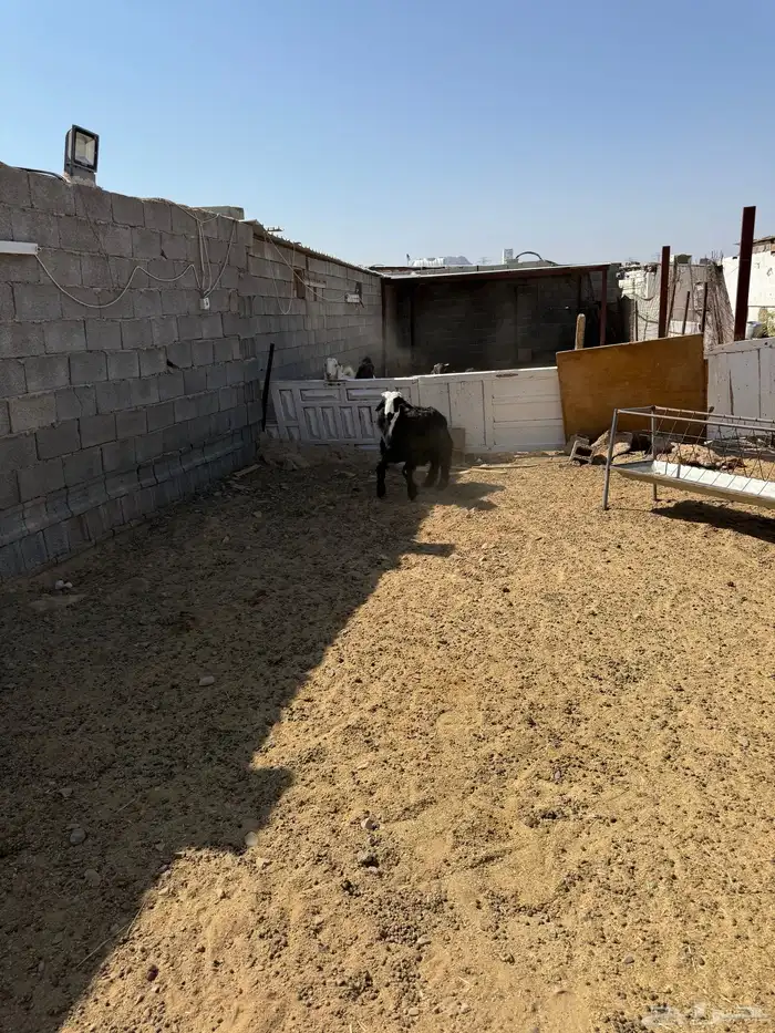 خروف جذع للبيع 1