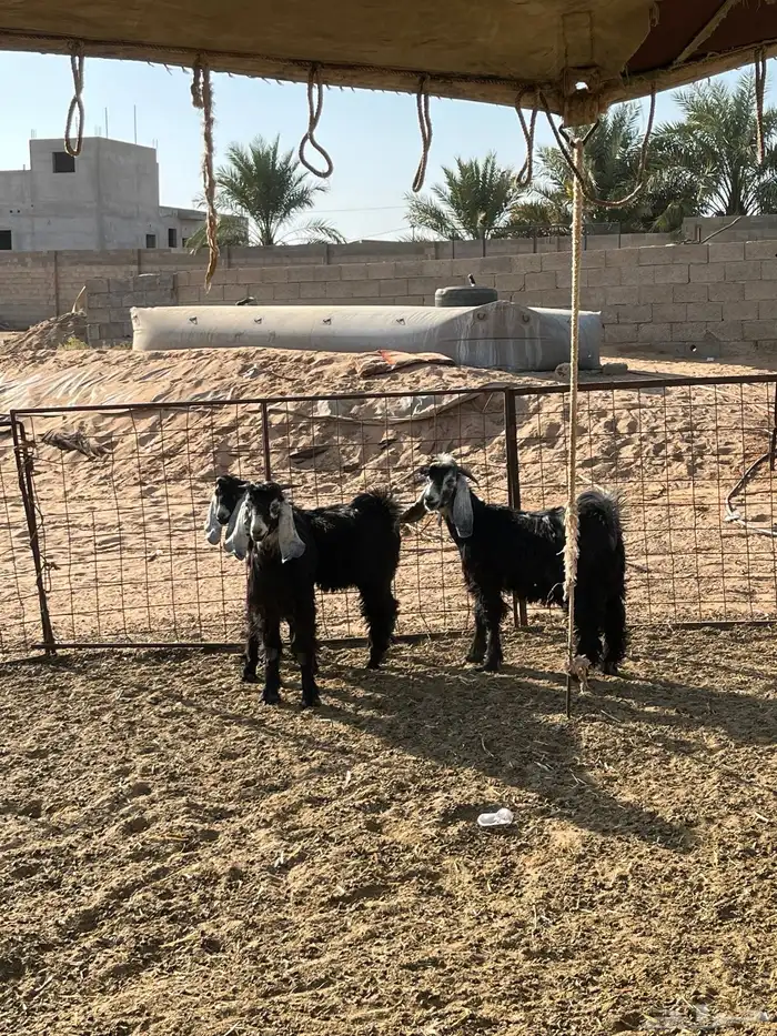 تيوس مع جفر 1