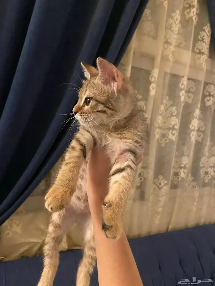 قطو للتبني 0