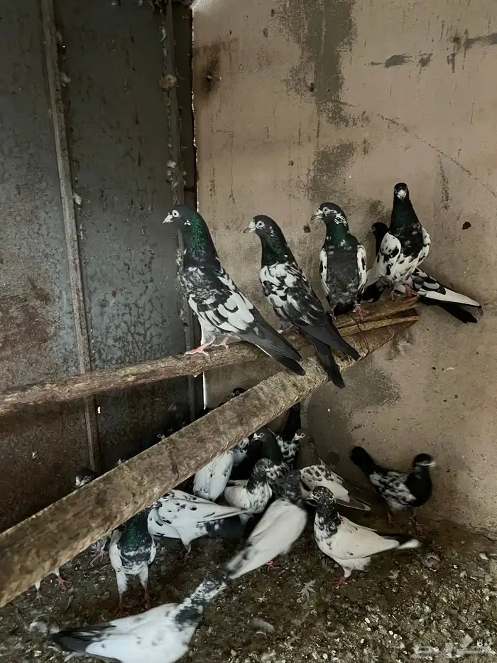 باكستانيات 0