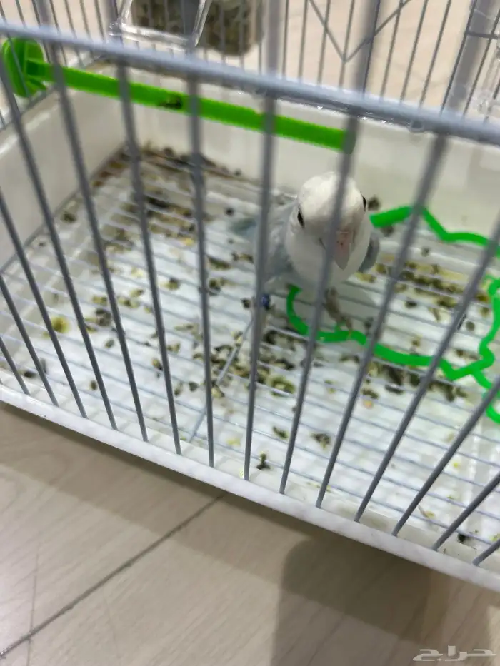 للبيع فيشر ذكر الطير بحالة ممتازه السعر على سوم 0