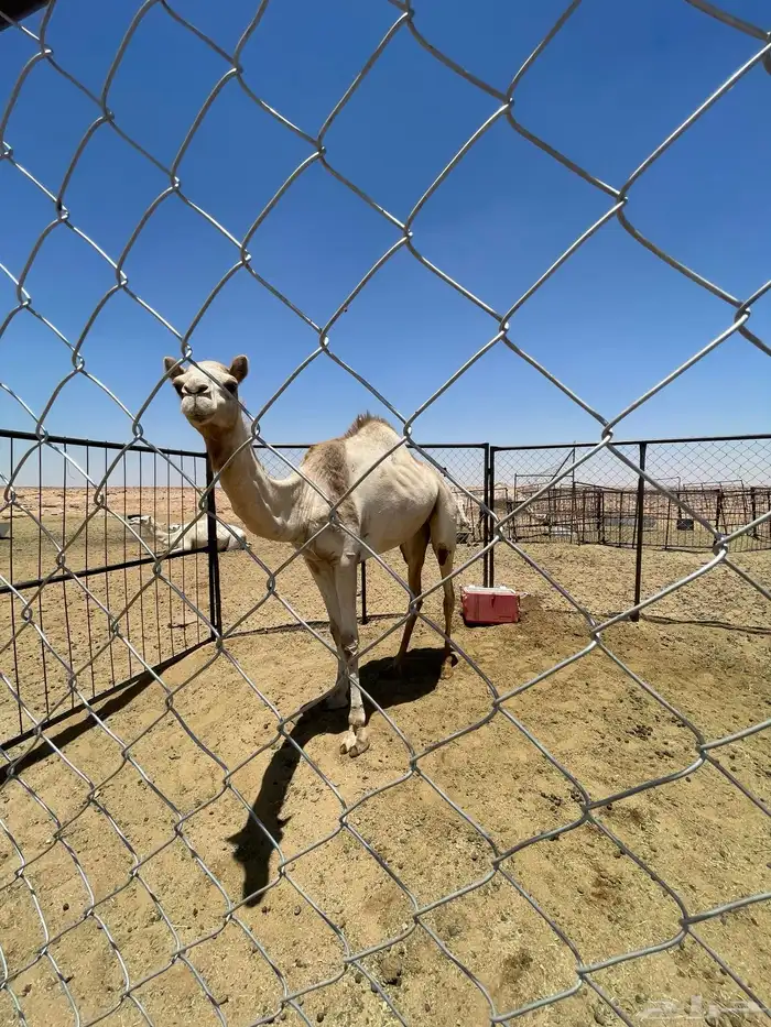 بكره للبيع سبوق 0