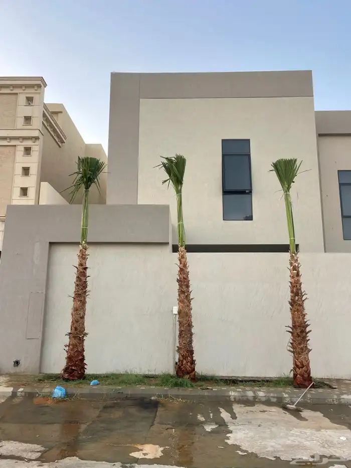 نخيل واشنطن للبيع بجميع انواع المقاسات 2