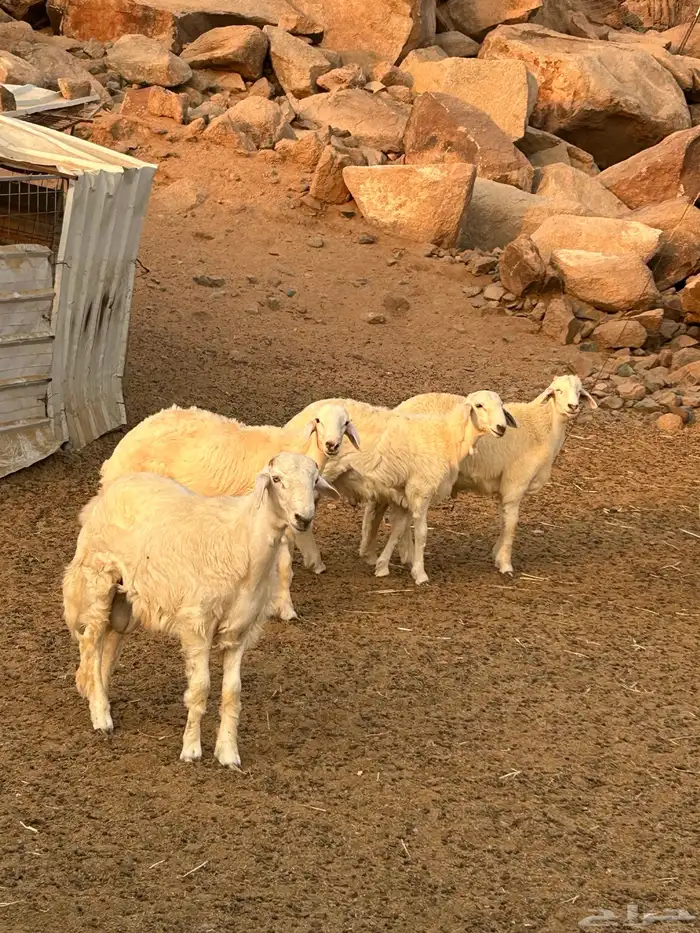 طليان للبيع 2