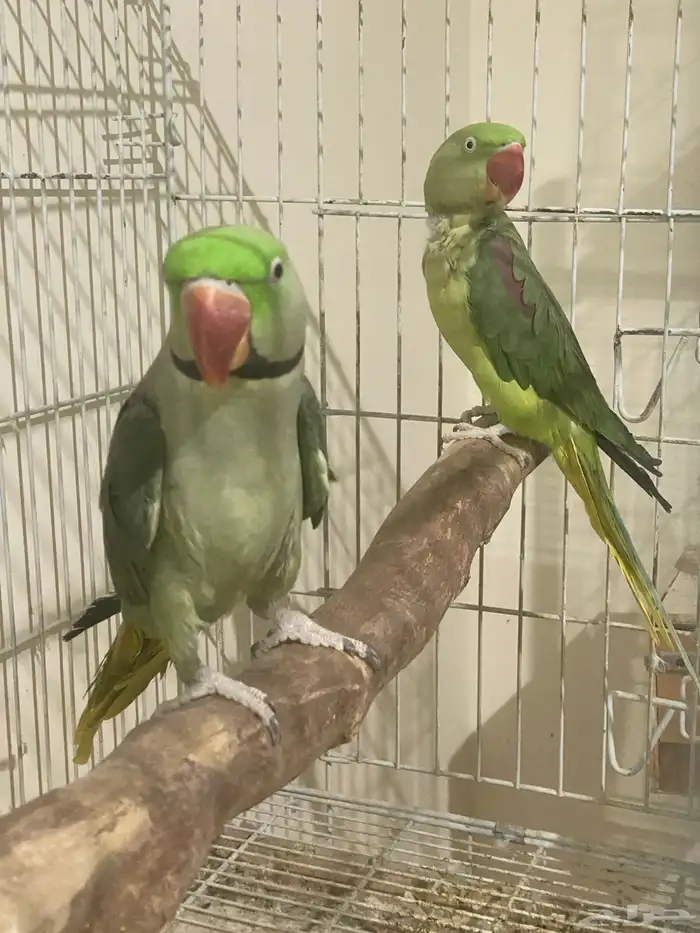 زوج دره نيبالي 0
