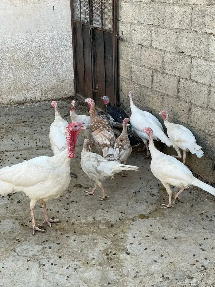 دجاج روبي 2