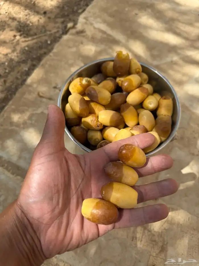 نخلة نقيلة النوع مصيفة 4