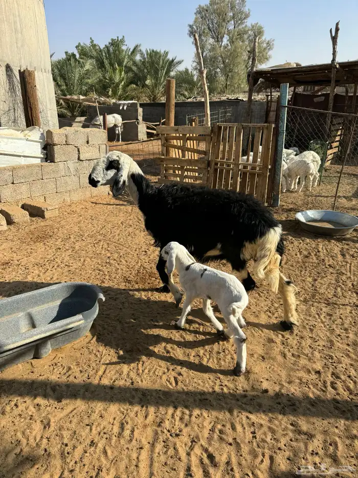 نعجه ولد لها اسبوع معها خروف 0