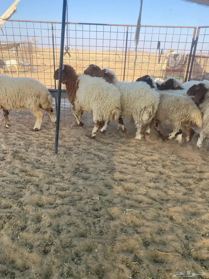 بهم نعيم 4