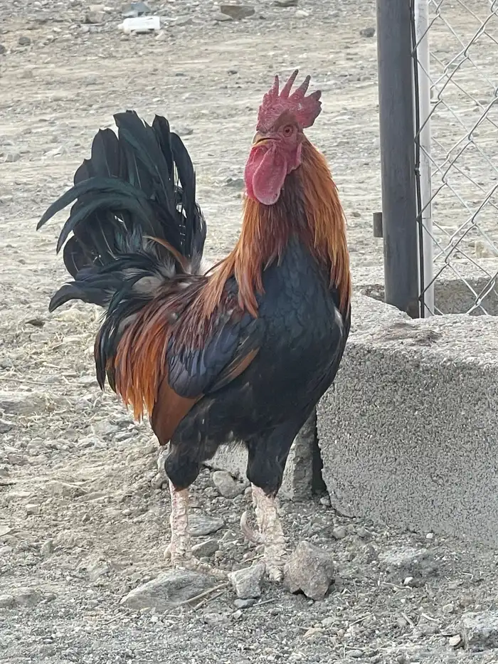ديك بلدي اصيل فاخر 3