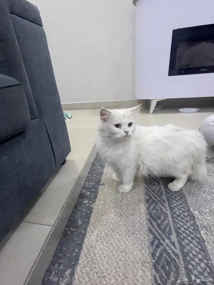 قطه بيضاء 1