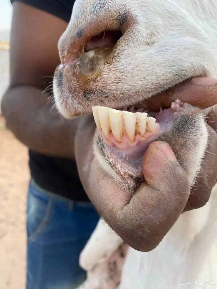 عنز مشروكة 1