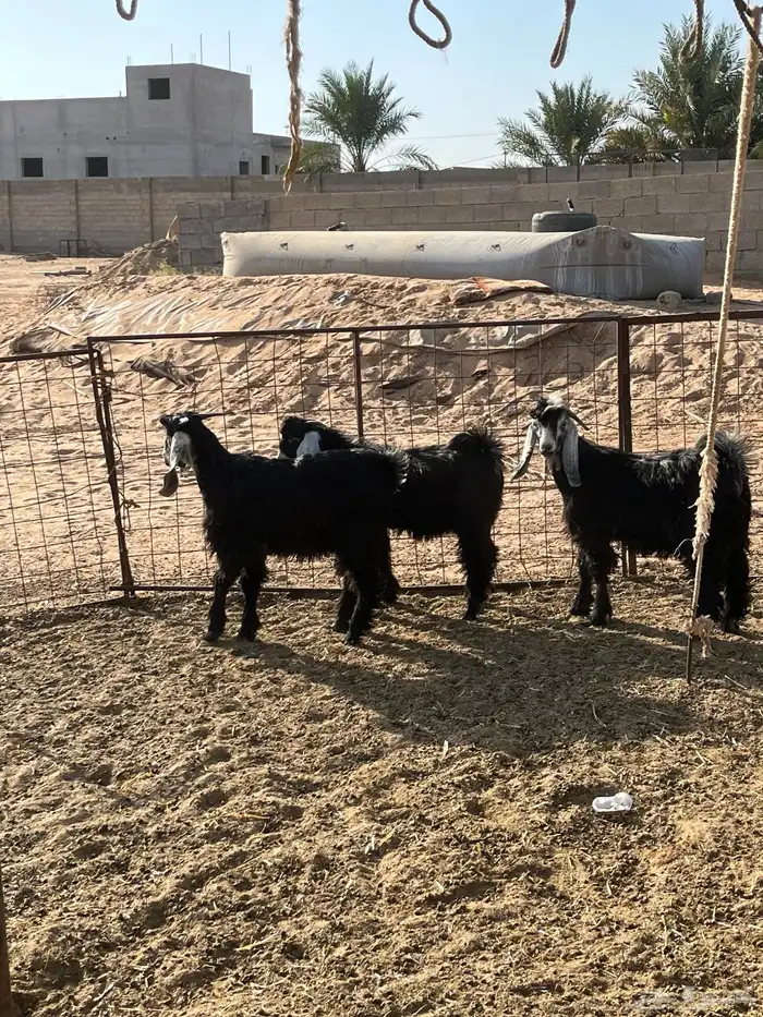 تيوس مع جفر 0