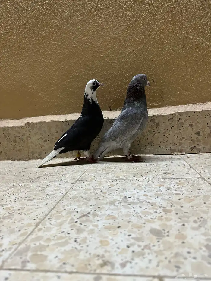 حمام قطيفي 2